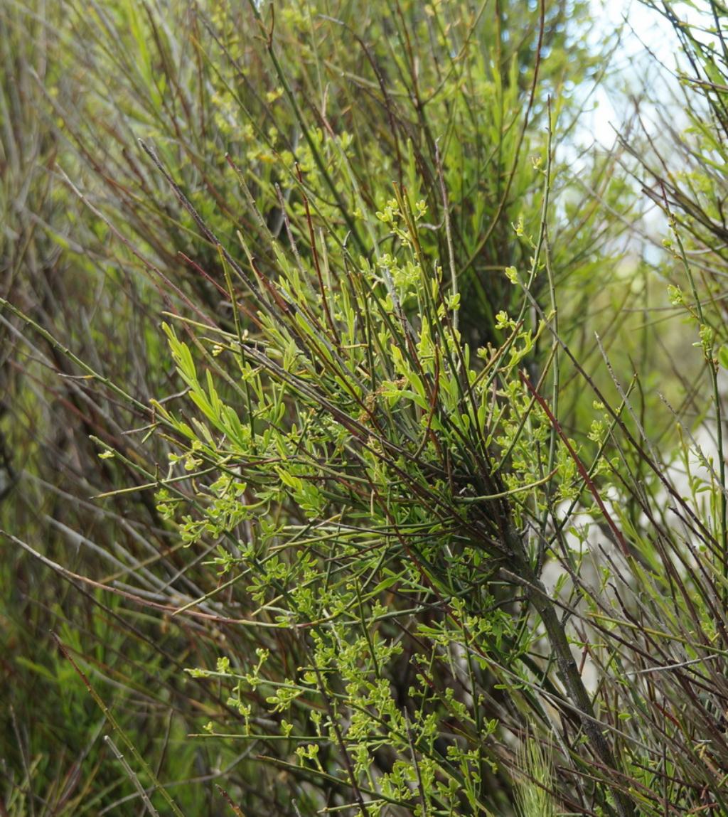 Osyris alba  (Santalaceae)